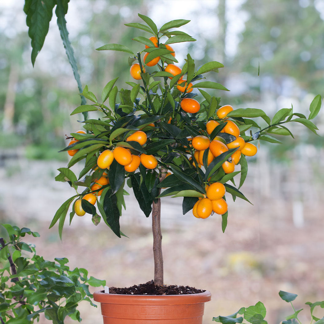 Fukushu-Kumquat-1_5d77e045-7504-4552-adfb-45ed804e4b71