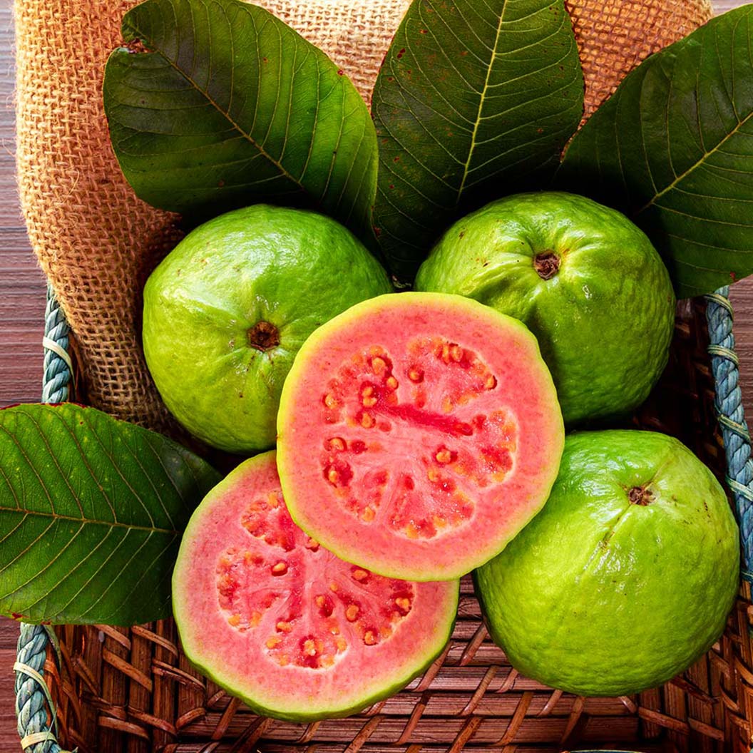 GUava_tree_7_FGT_d97d35e3-ab65-4d03-8e24-34e6638cddf5