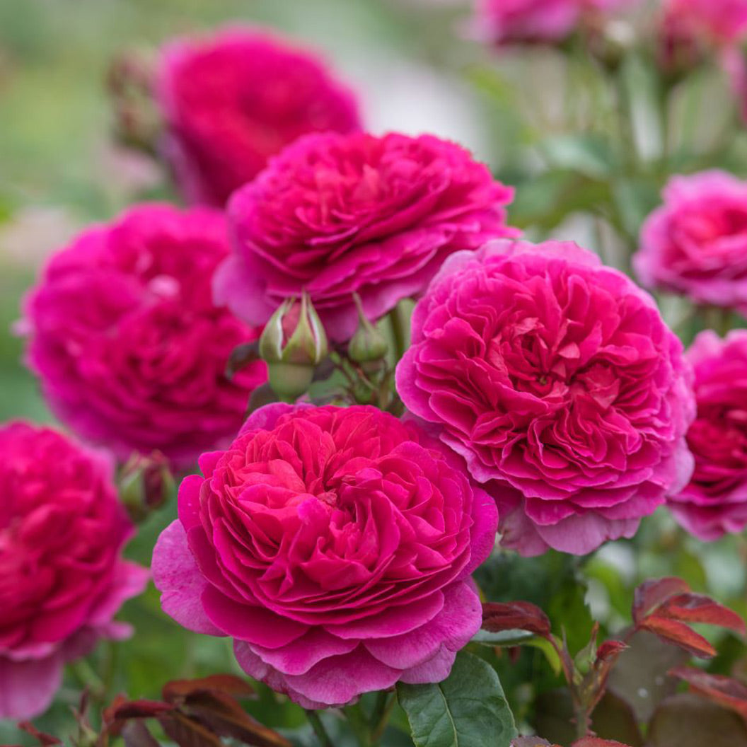 Gabriel-Oak_rose-2_d66a31af-2e27-4da5-935e-1ca7a5d534f0