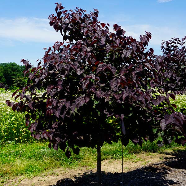 Garden-Gems-Amythyst_FGT_600x600_1e7b2f0a-c7c8-499d-8e04-8c2658cb2262