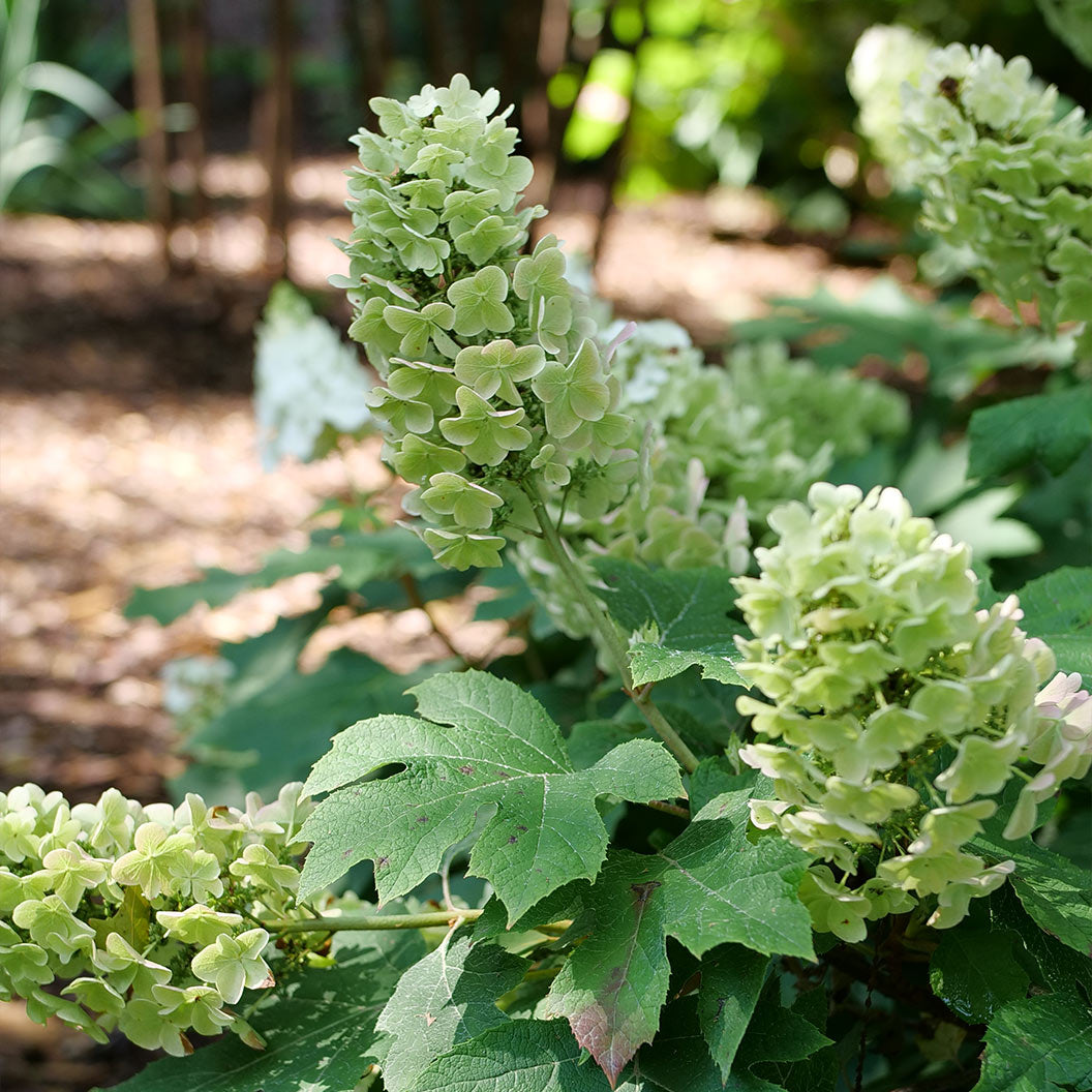 Gatsby-GLowball-hydrangea-2_a18a0df2-e04f-4ef7-95de-5f5cbdd8360a