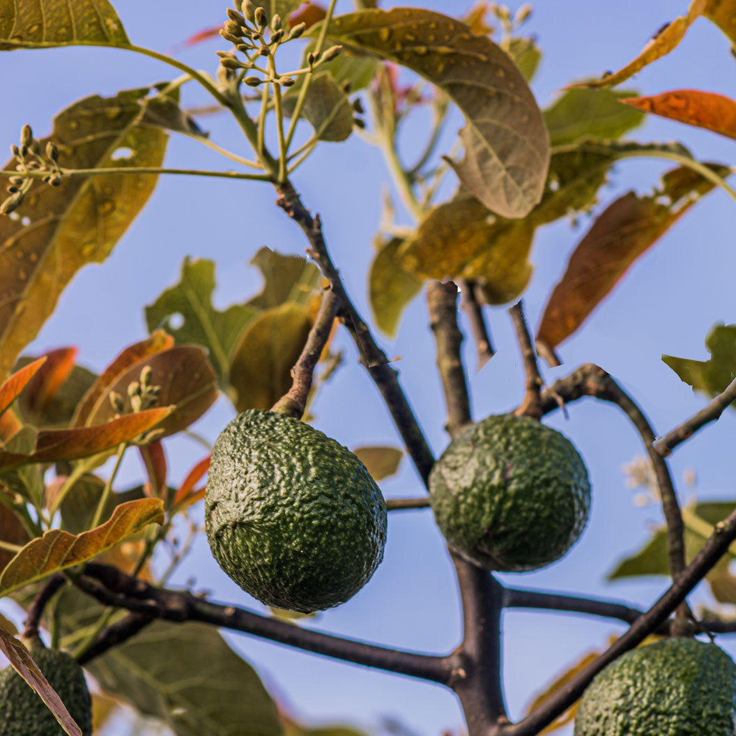 Gem-Avocado-1_56c3ae43-43bd-4dee-b5d8-a3c3eb569e30
