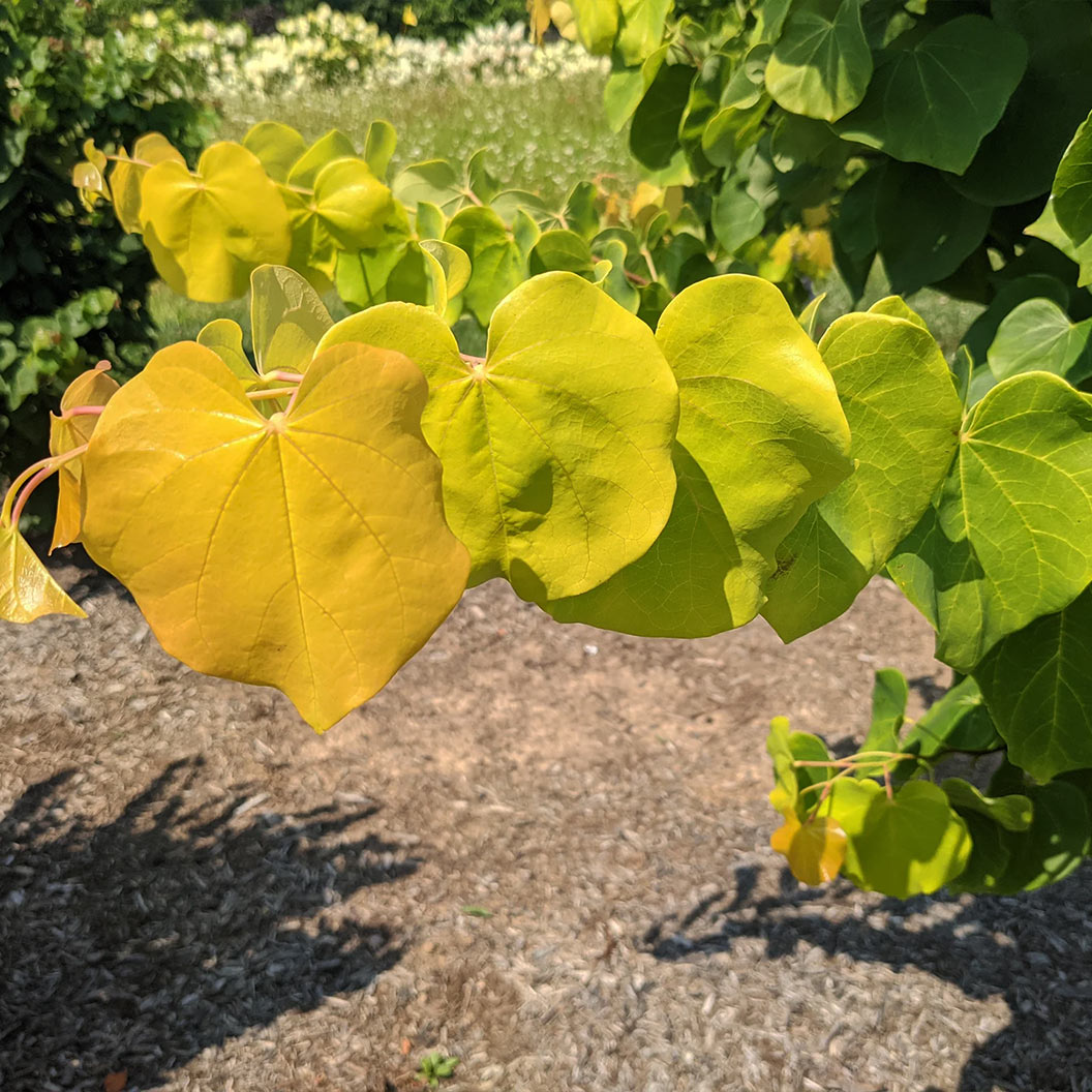 Gilded-Hearts-redbud-2_4eb3d002-c8da-4678-a4f1-8dc9b1a543d5