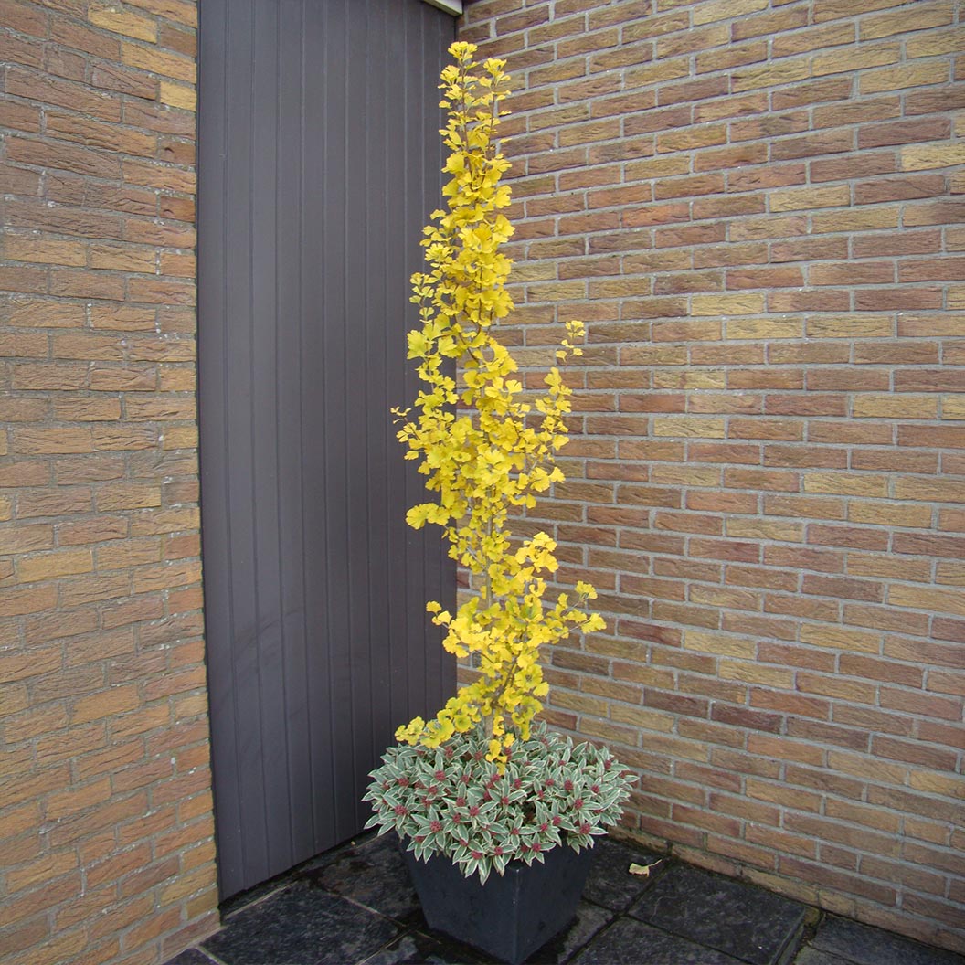 Ginkgo-Skinny-Fit-1