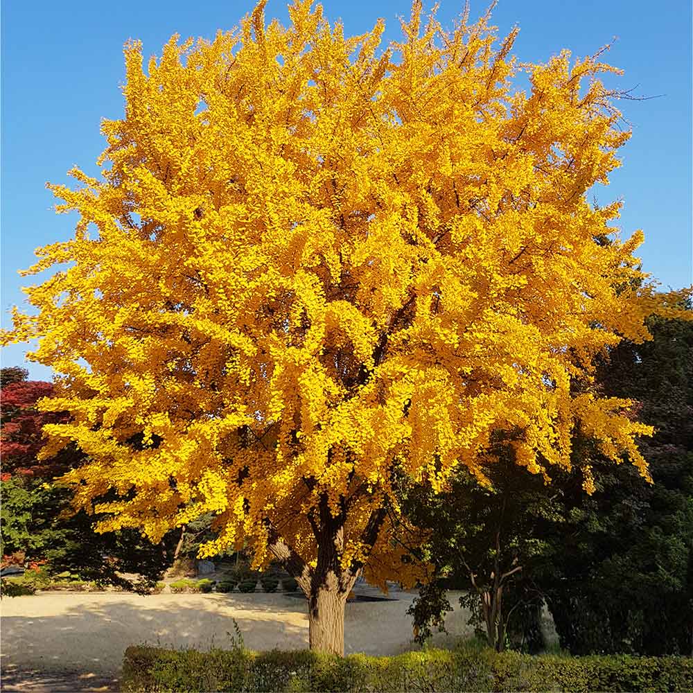 Ginkgo_Biloba_8_FGT