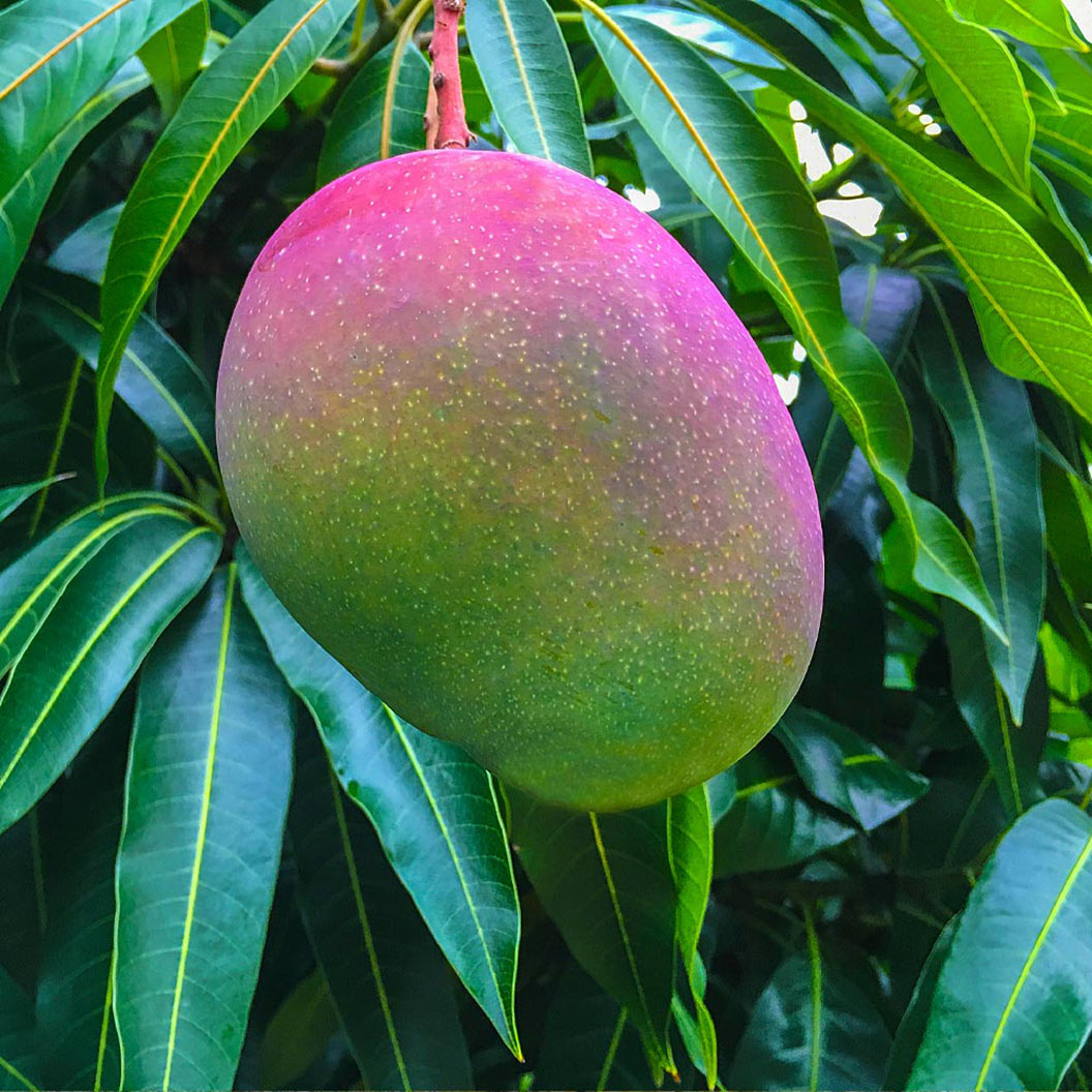 Glenn_Mango_4_FGT_9a0a9f46-aeb8-46c7-bdcb-54537db4191c