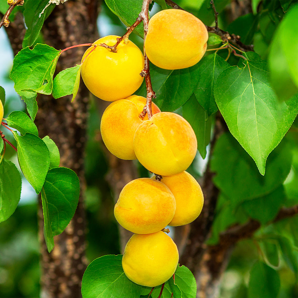 Gold_Kist_Apricot_1
