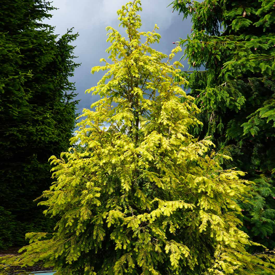 Golden-Splendor-Canadian-Hemlock-1_3fae800b-b44d-42d6-a227-96ece32db037