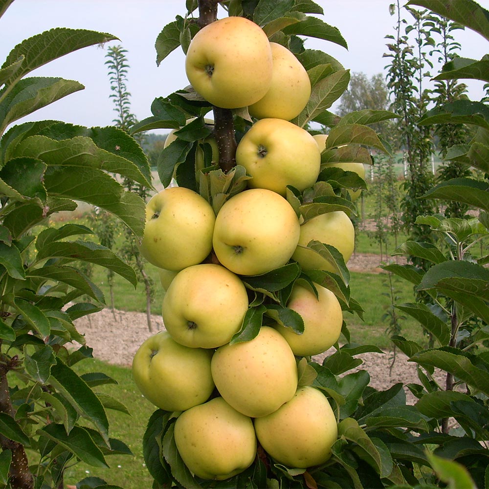 Golden-Treat-columnar-apple-2