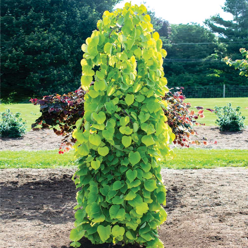 Golden_Falls_Redbud_1