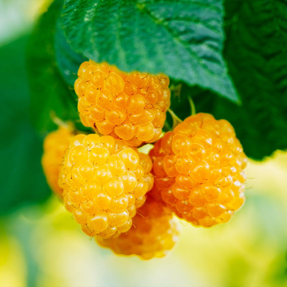 Golden_Raspberry_4_FGT_7c3b7cce-b0d7-4df5-b0e8-af0e531556a8