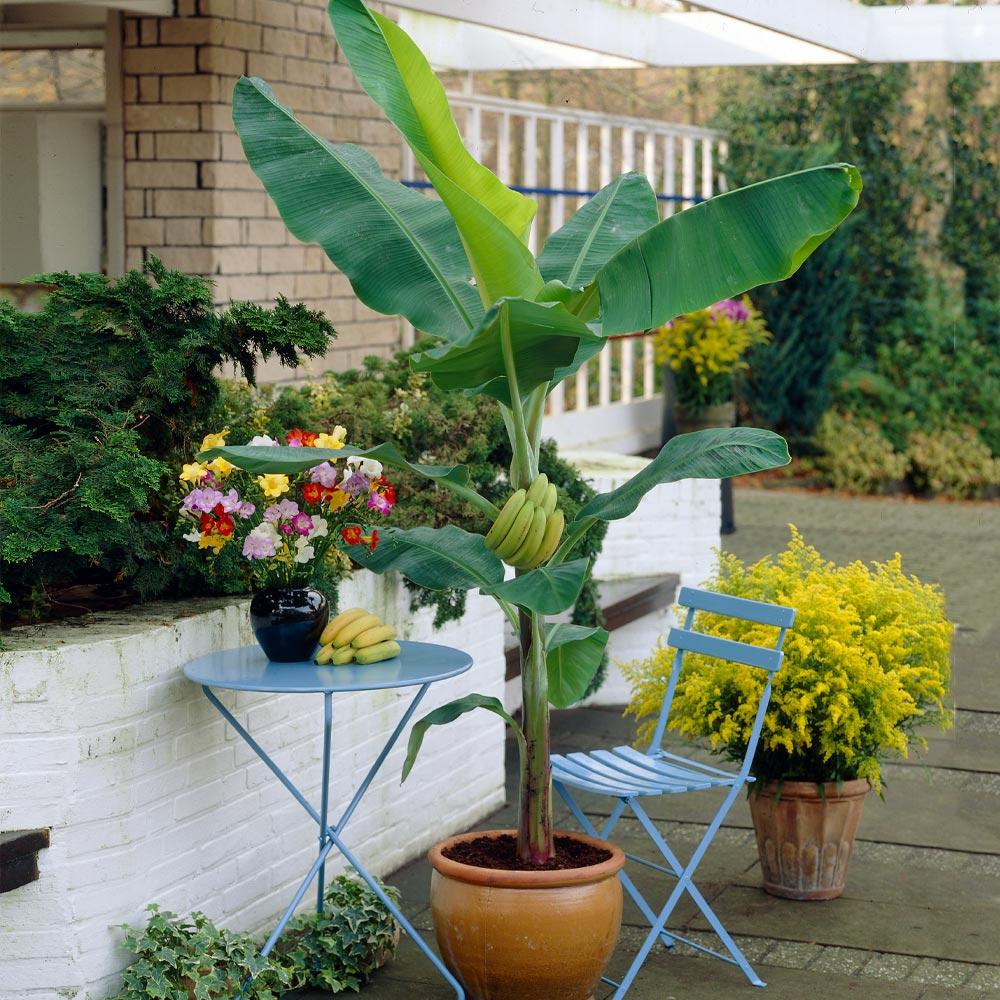 Grand_Naine_Nain_Banana_4