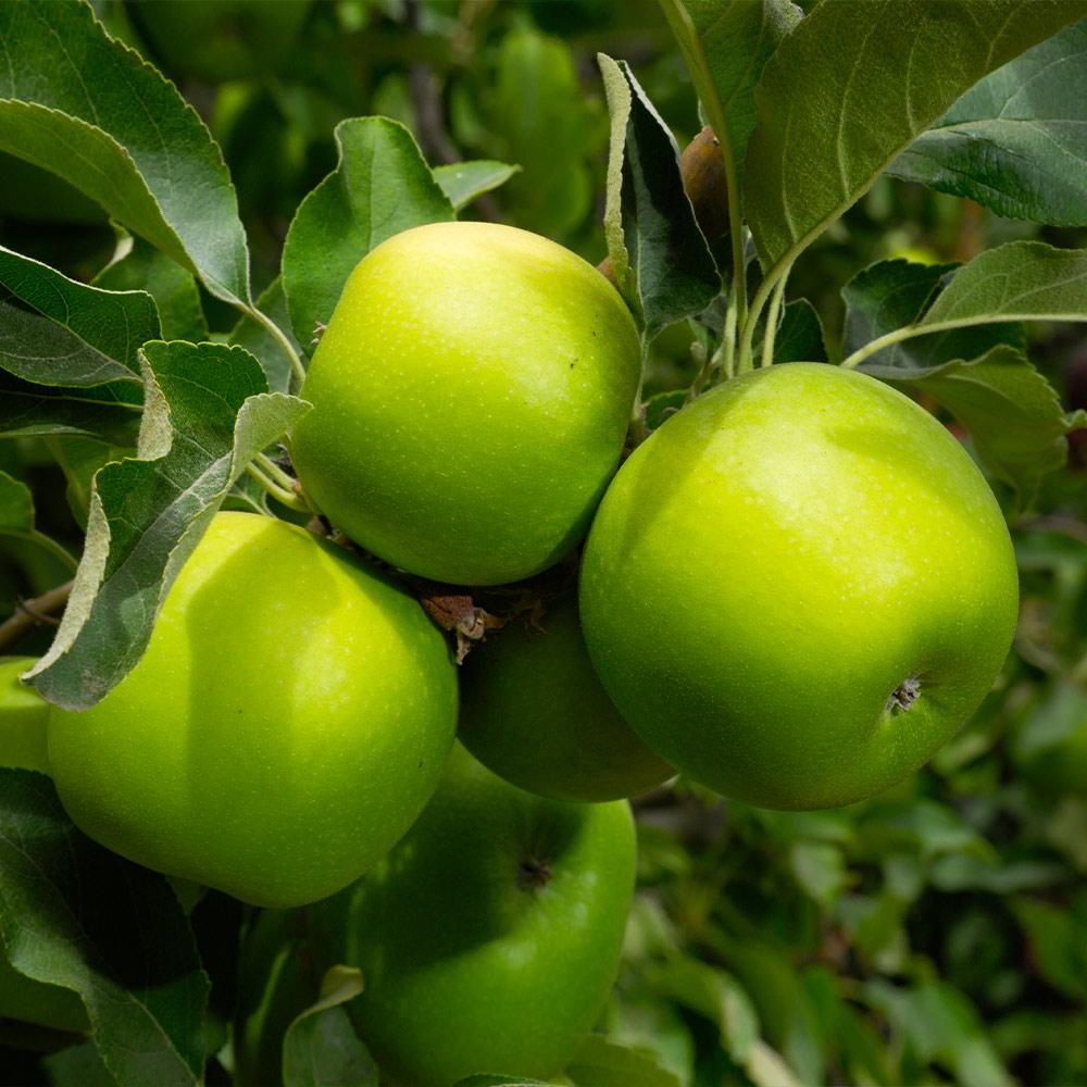 Granny_Smith_Apple_3_d904dd39-7d75-4a7b-bbc9-dbaa686763cf