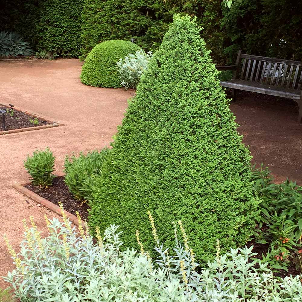 Green_Mountain_Boxwood_1_FGT