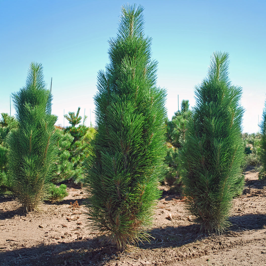 Greentowerpine1_ad33dec0-6759-40d8-ba61-1fe55af6eeb6
