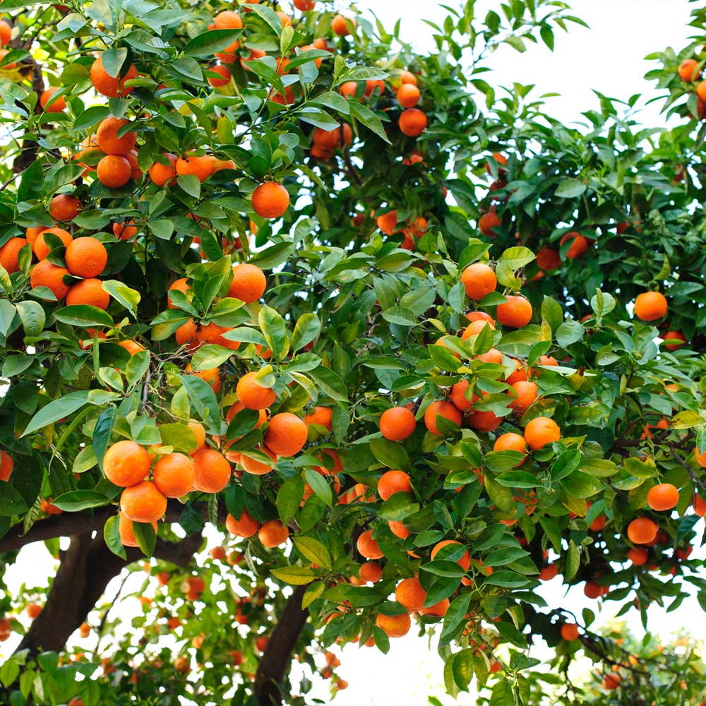 Hamlin_Orange_3