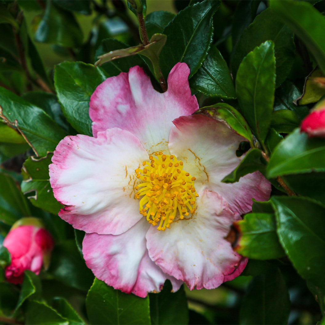 Hana-Jiman-Camellia-2_7b51b2fd-6f7f-41f3-8e7f-8ca2a73a7d0d