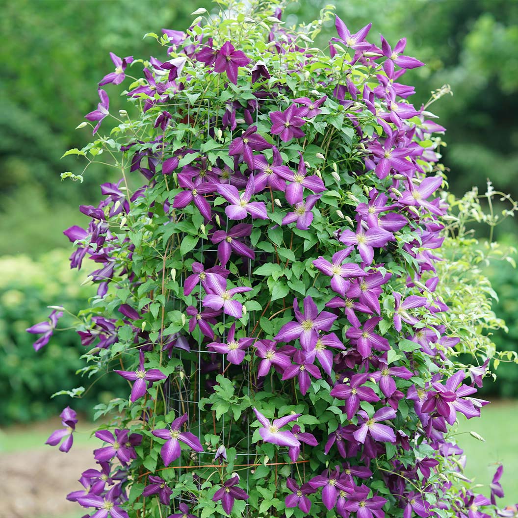 Happy-Jack_-Purple-Clematis-1_555cdab4-2190-44a5-8939-f901177eb59a