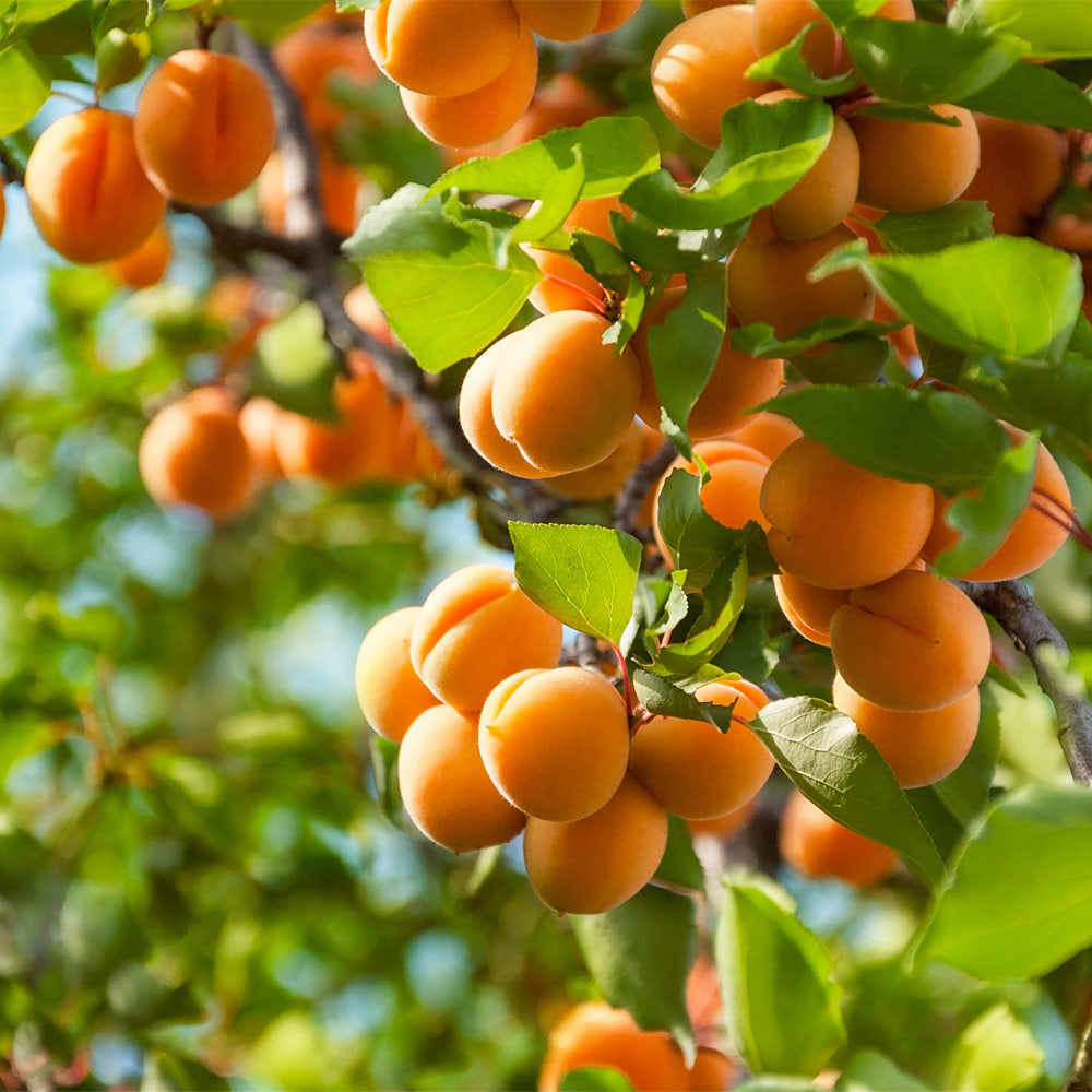 Harcot_Apricot_1_617debbb-b314-43f6-ad57-84d5b9d4bca9