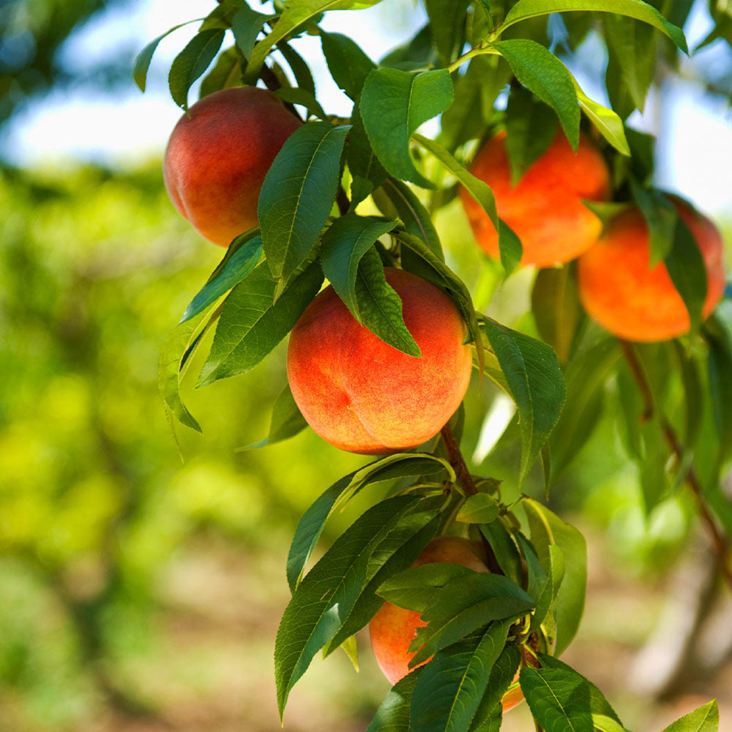 Harvest_Peach_Tree_2_501b71a1-7e9d-4fbb-a6ba-fdb0313b4348