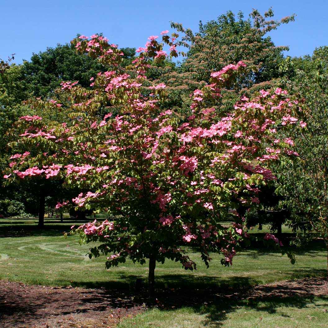 Heart-Throb-Dogwood-2_5b6ffe2d-c85f-4cc6-937b-ee28b9330c32