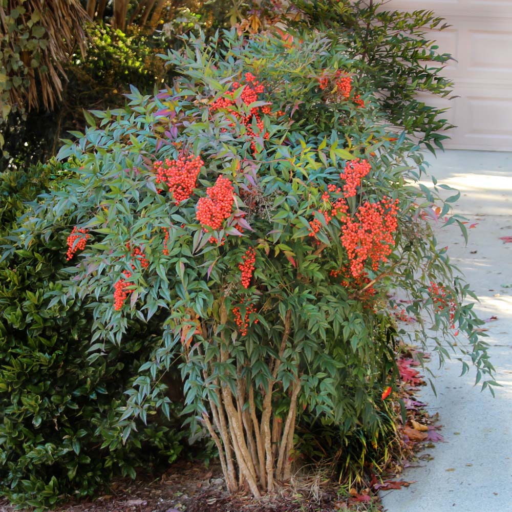 Heavenly_Bamboo_Nandina_1_6d33bb37-840e-403d-a0a4-20f4c8b96db9