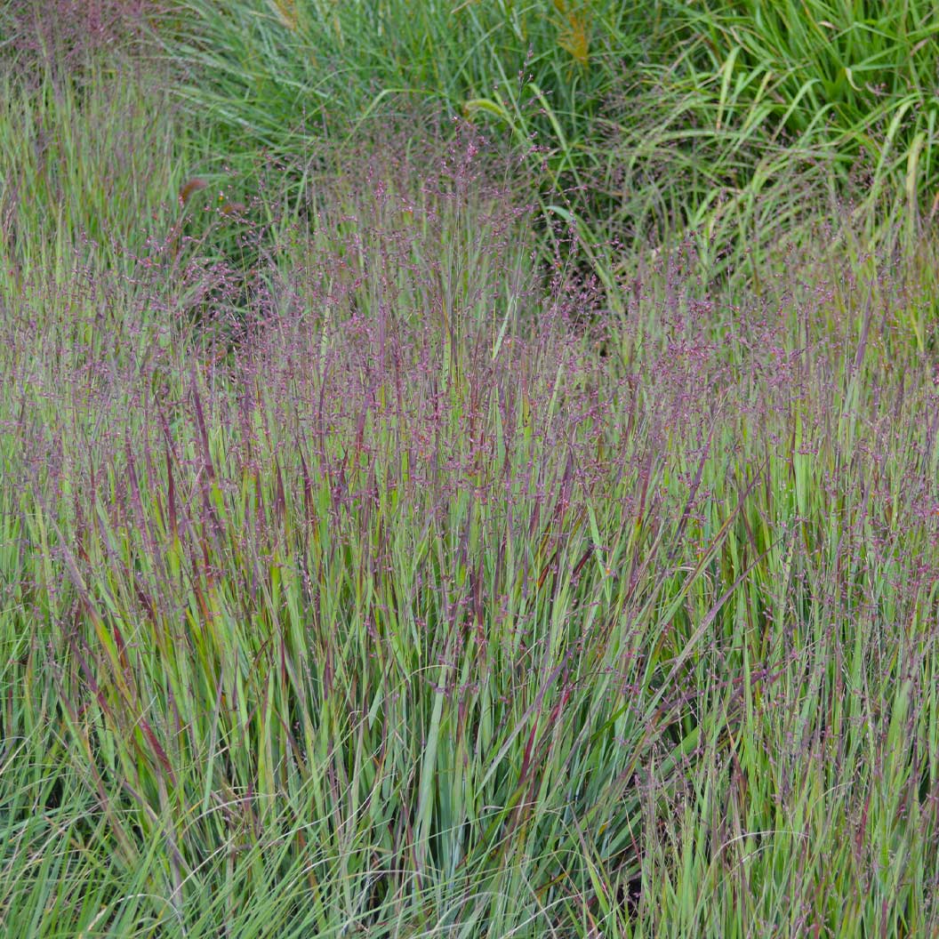Heavy-Metal-Panicum-Virgatum-3_c02b443e-c2d7-46f8-8db0-a72315518c23