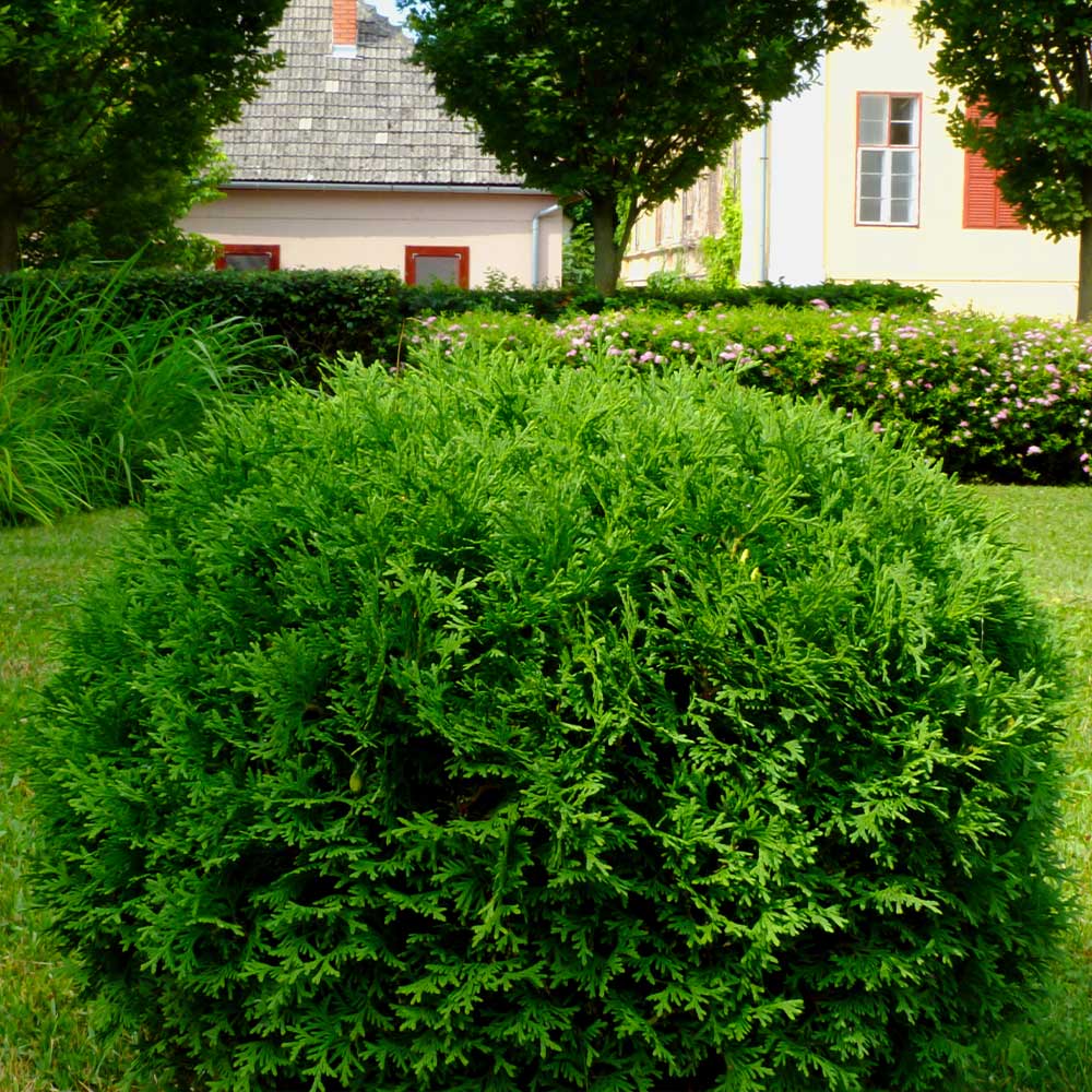 Hetz_Midget_Thuja_2_FGT