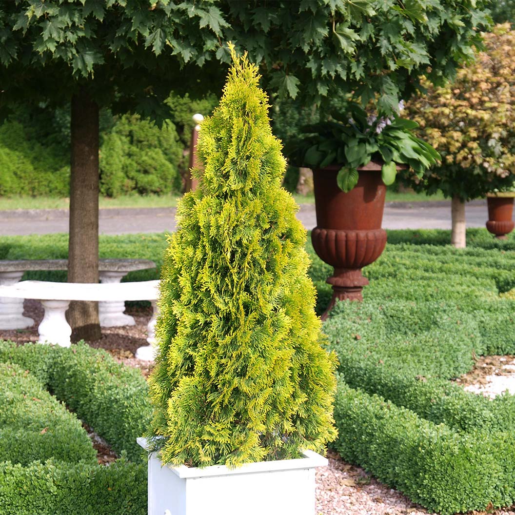 Highlights-arborvitae3_5117be02-b11f-4e34-975d-5f4e905206ee