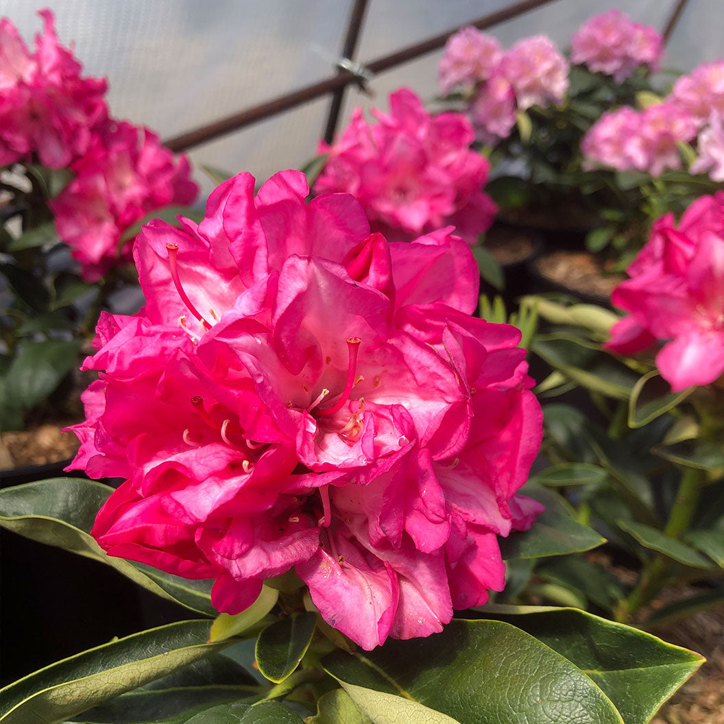 Holden_s-Fuchsia-Rhodododendron-1_b6da5540-e0cf-40bf-8368-f7509e9cf76b