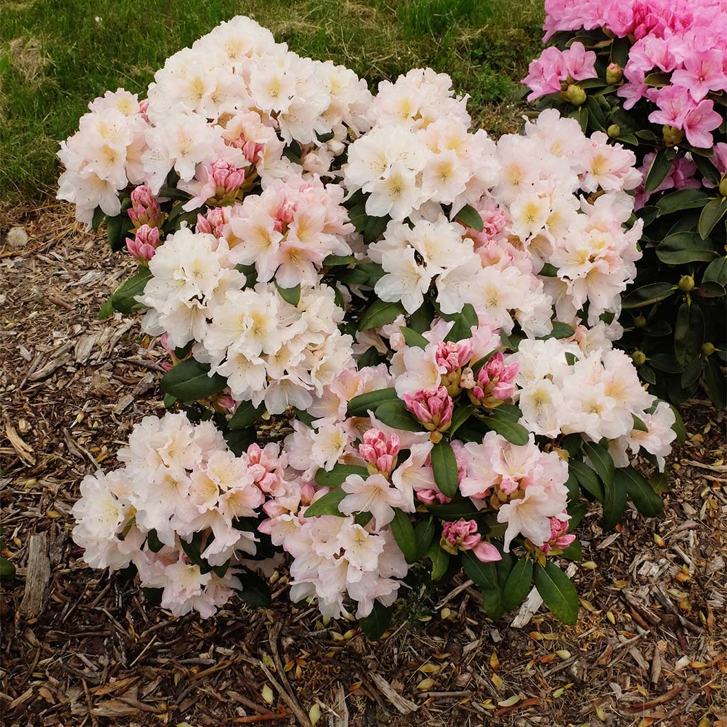 Holden_s-Peach-rhododendron-2_7b61b01e-996d-4db5-932d-8865df0f0192