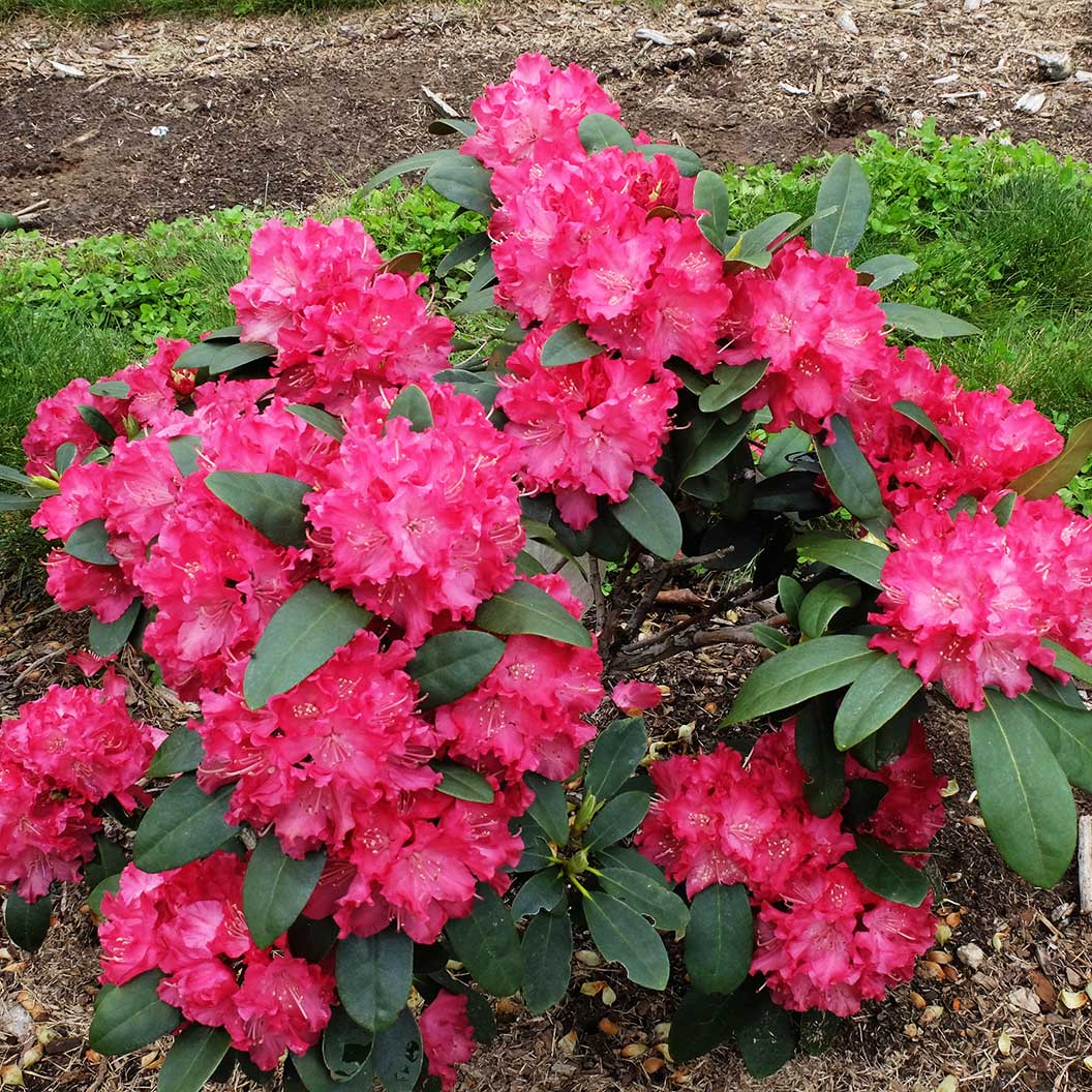 Holden_s-Red-rhododendron-2_47b7bd55-a388-460e-a4a7-51556cf5f595