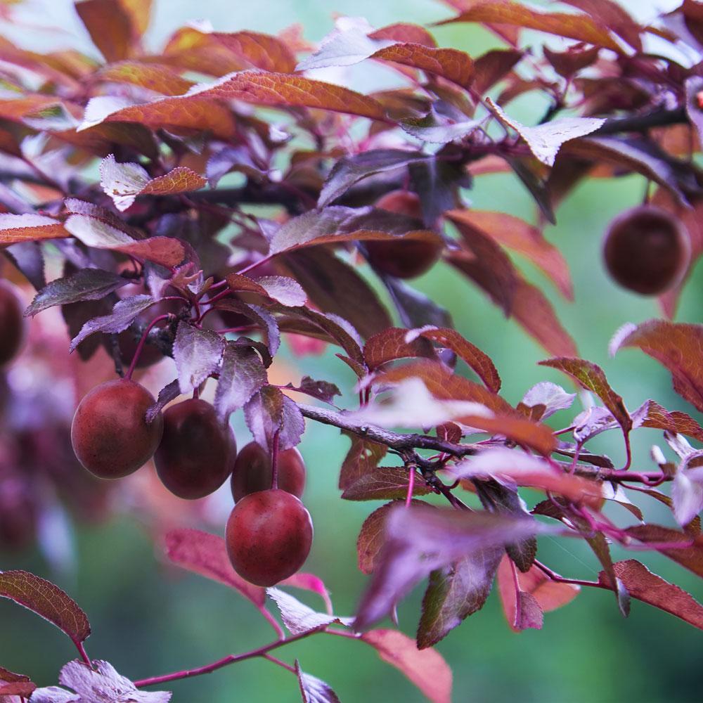 Hollywood_Plum_1