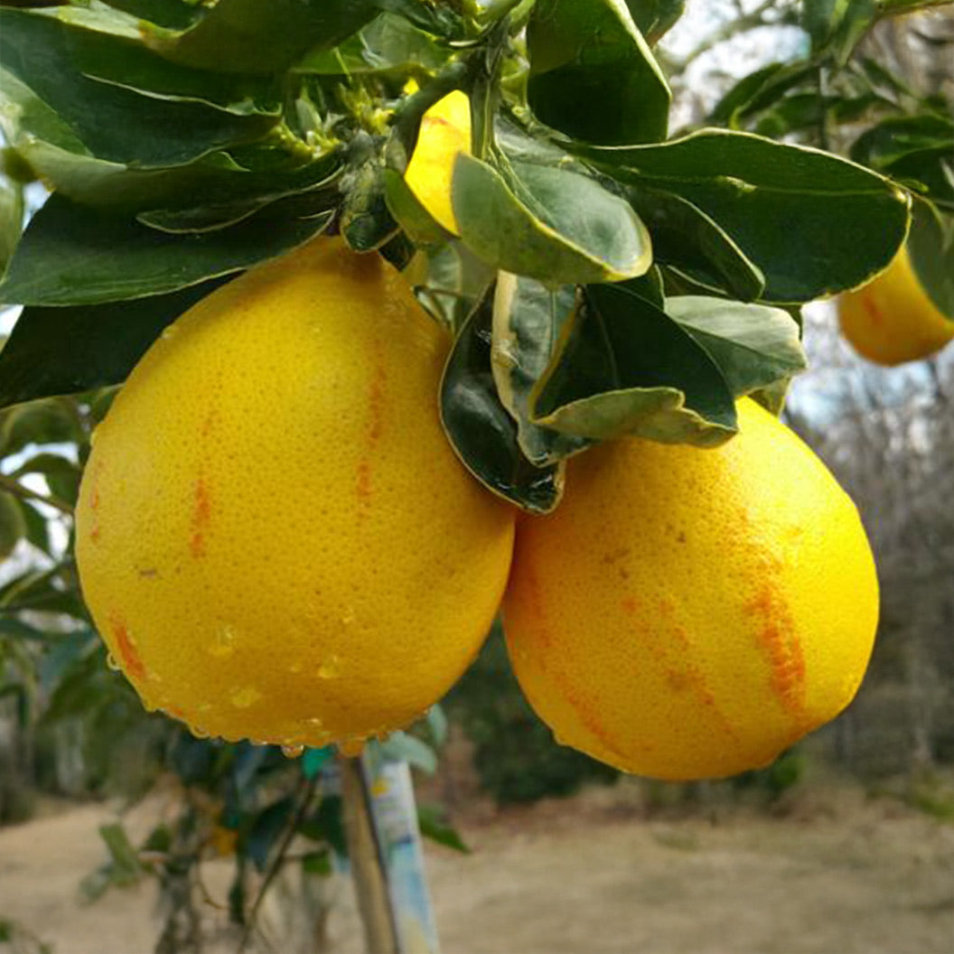 Honeybell-Variegated-Tangelo-1_16100b4a-0ffe-4254-9b83-5a6c49d9e399