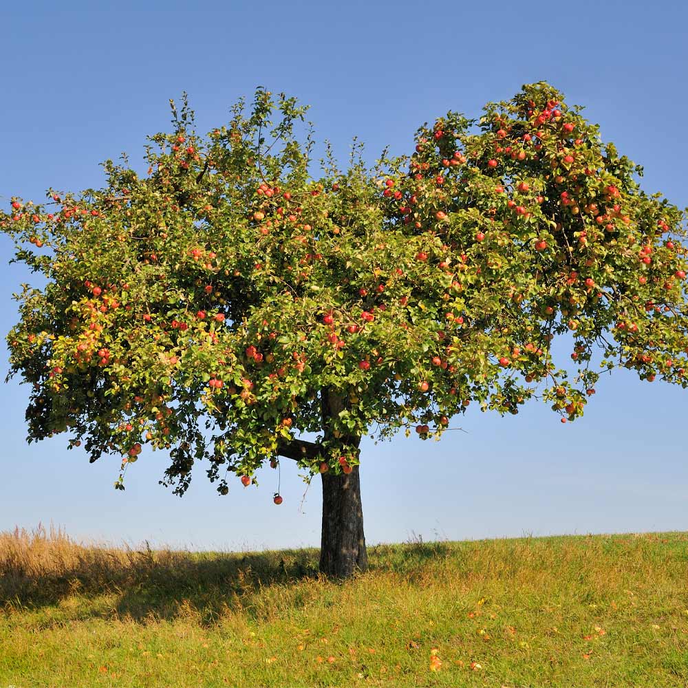 Honeycrisp_Apple_4_FGT_0b010b3b-df69-4775-b7d6-5460bbd055aa