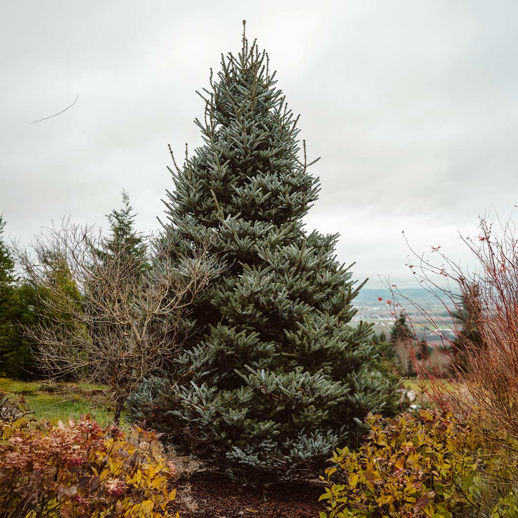 Horstmann_s-Silver-Korean-Fir-1