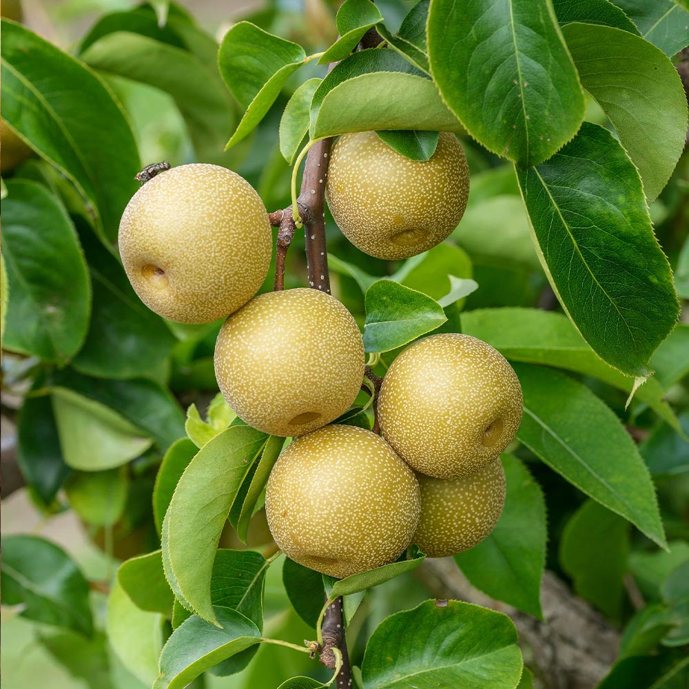 Hosui_Pear_4