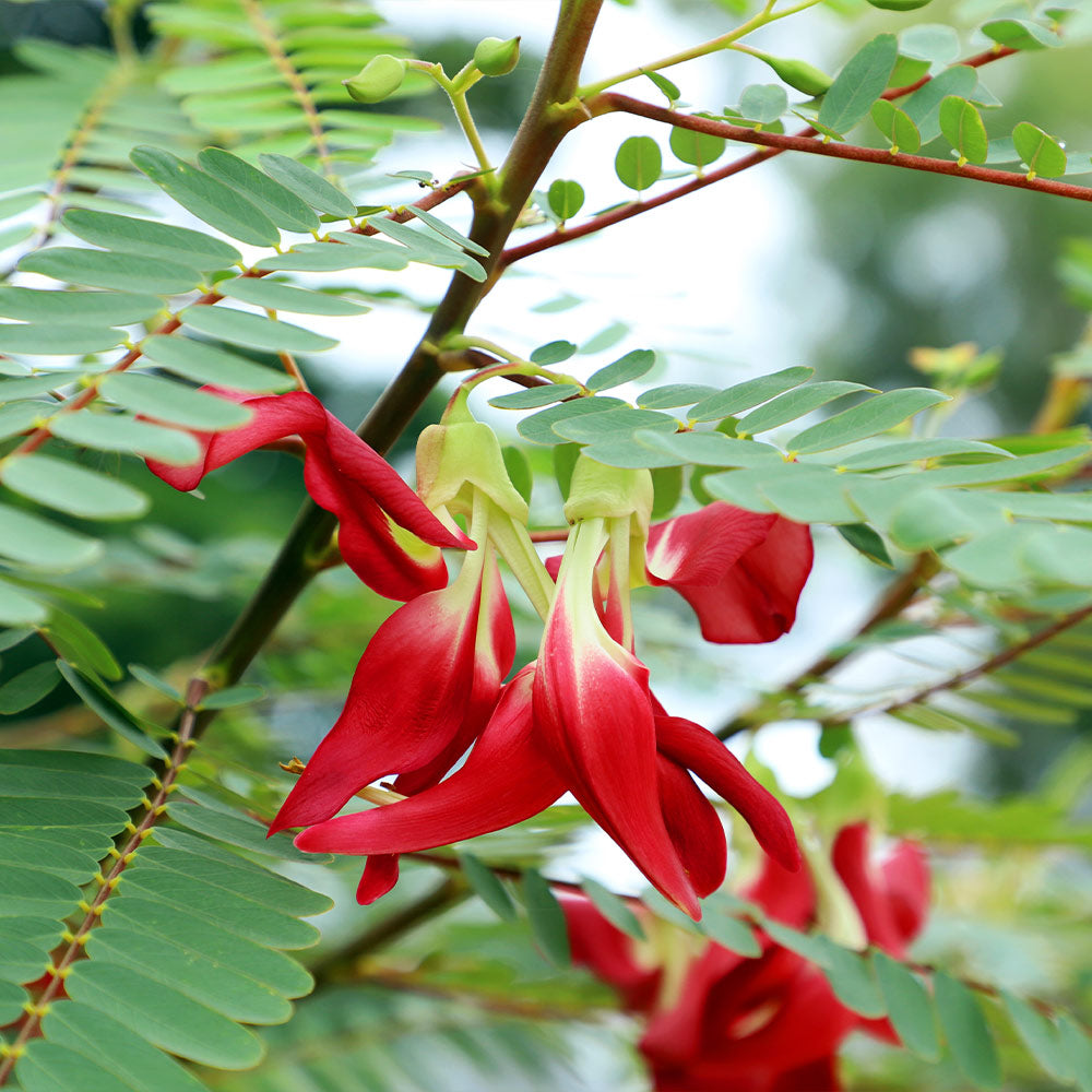 Hummingbird_Tree_6_FGT