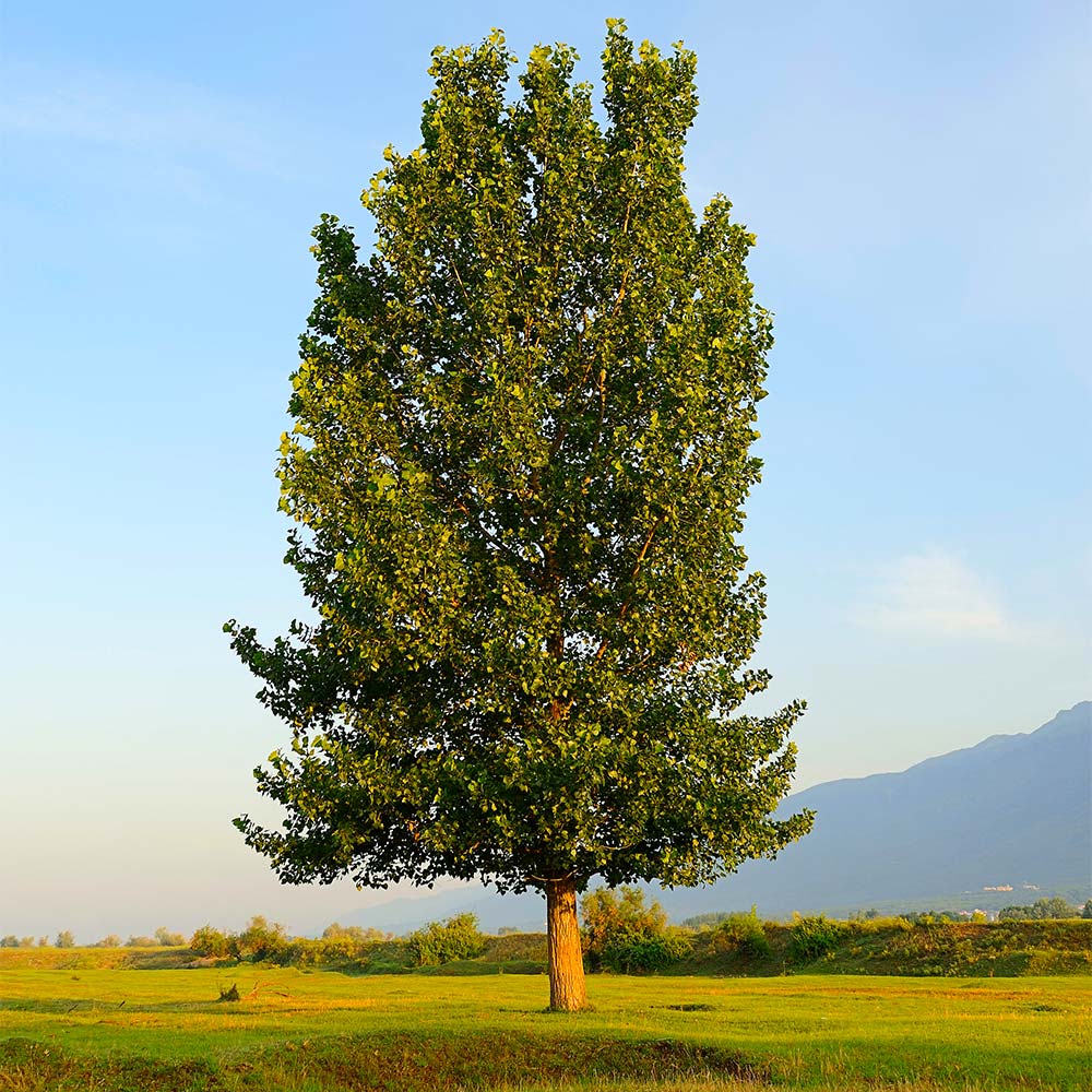 Hybrid_Poplar_4