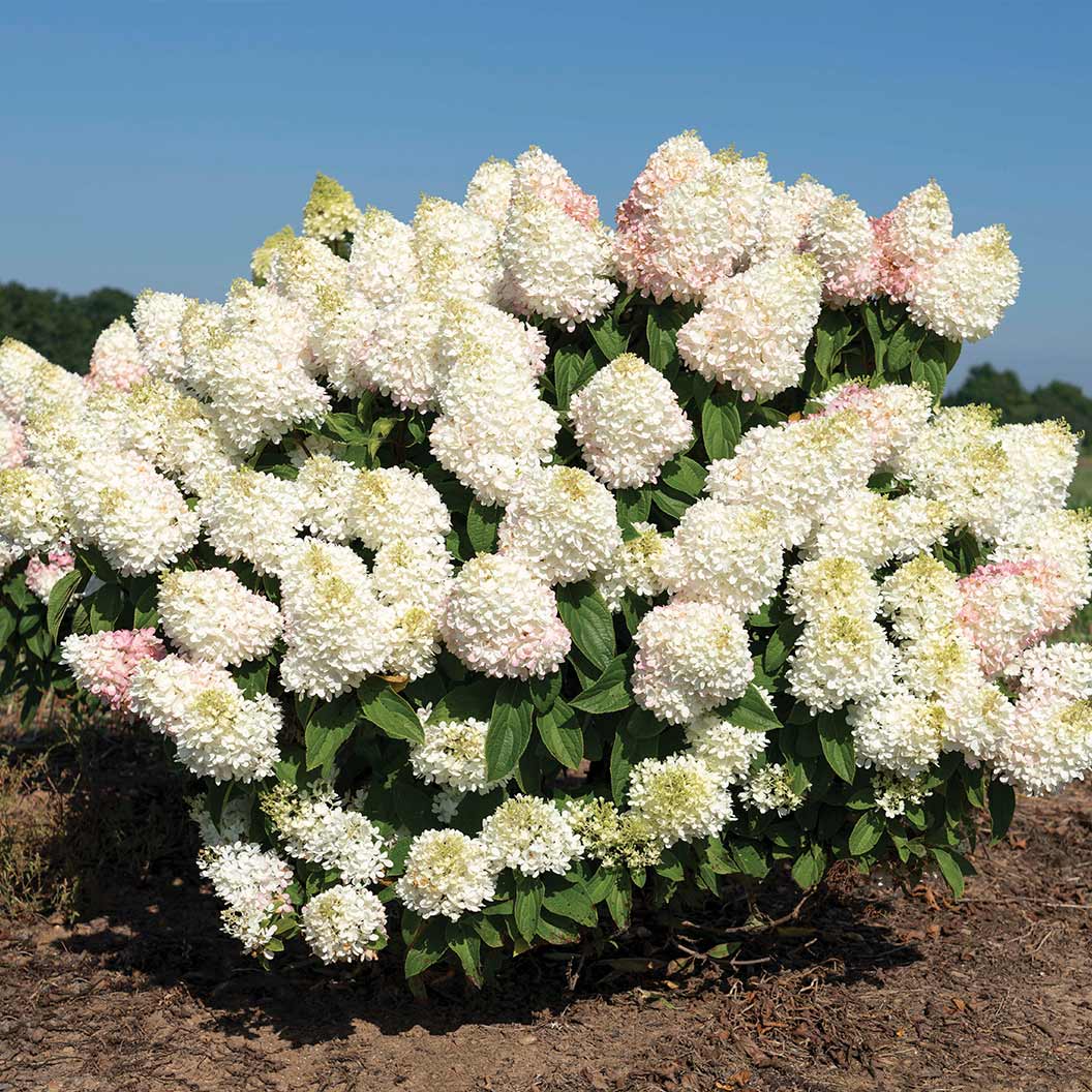 Hydrangea_SweetStarlight_Landscape_2