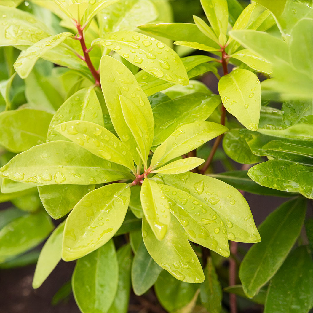 Illicium-parviflorum-FLorida-Sunshine-1_70e94506-f45a-49f6-a09b-992d56e782c4
