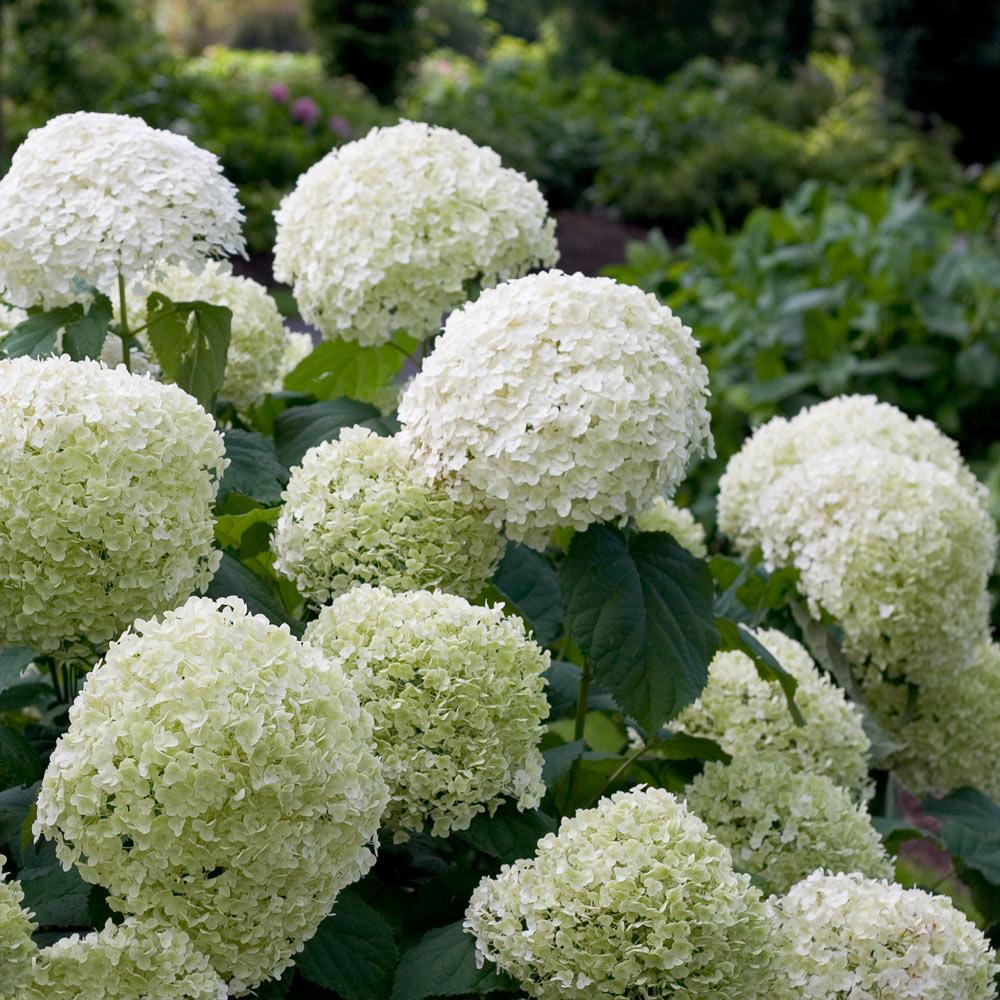 Incrediball_Hydrangea_2_FGT