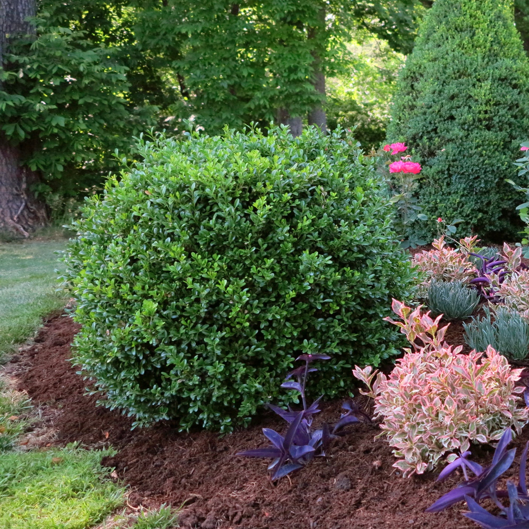 Independence_Boxwood-3