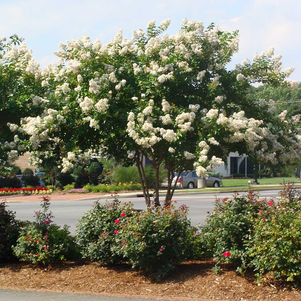 Ivory-Crape-Myrtle-COlorama-1_2568bc5e-ea7b-488d-b94d-2fb1b6545d9b