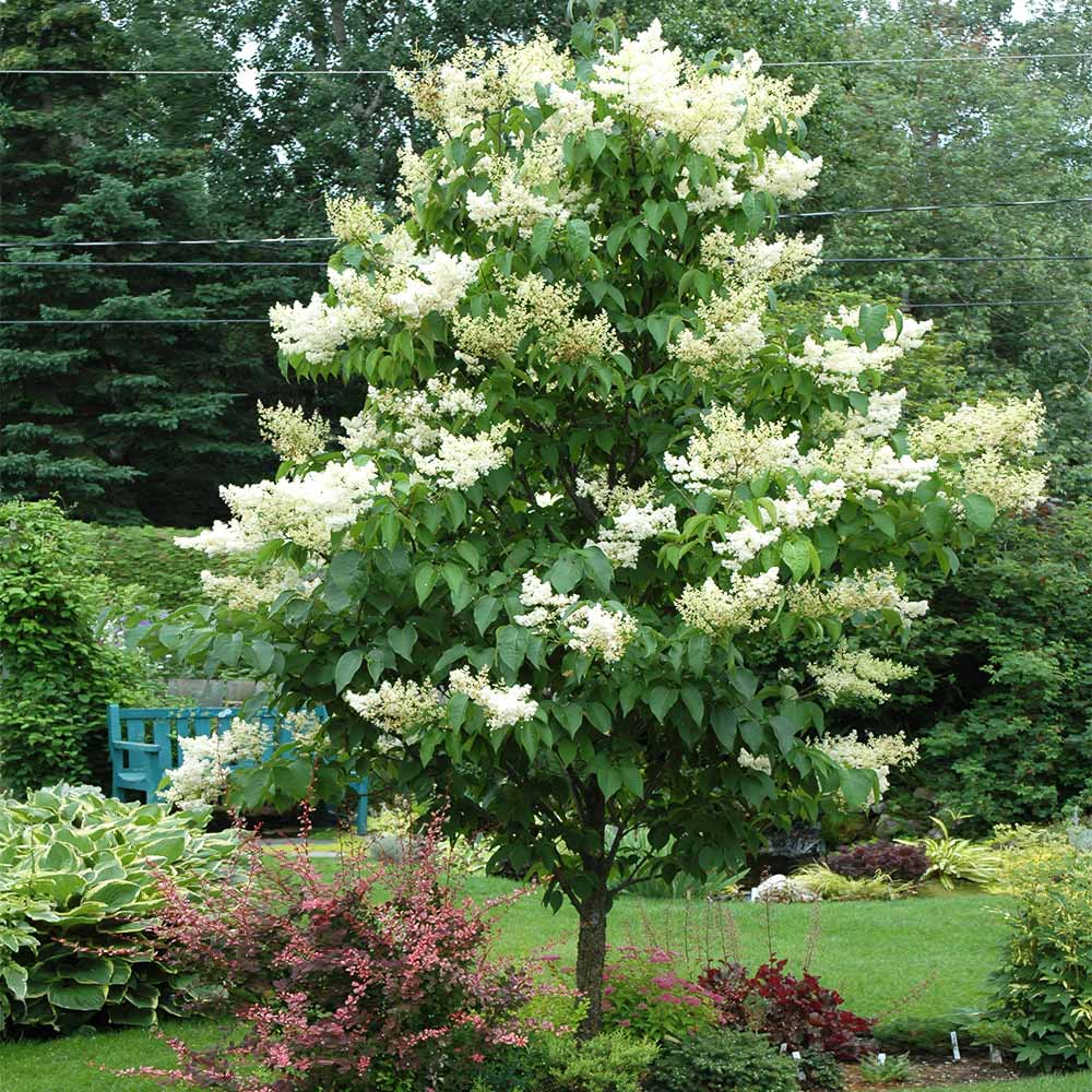 Ivory_Silk_Lilac_5