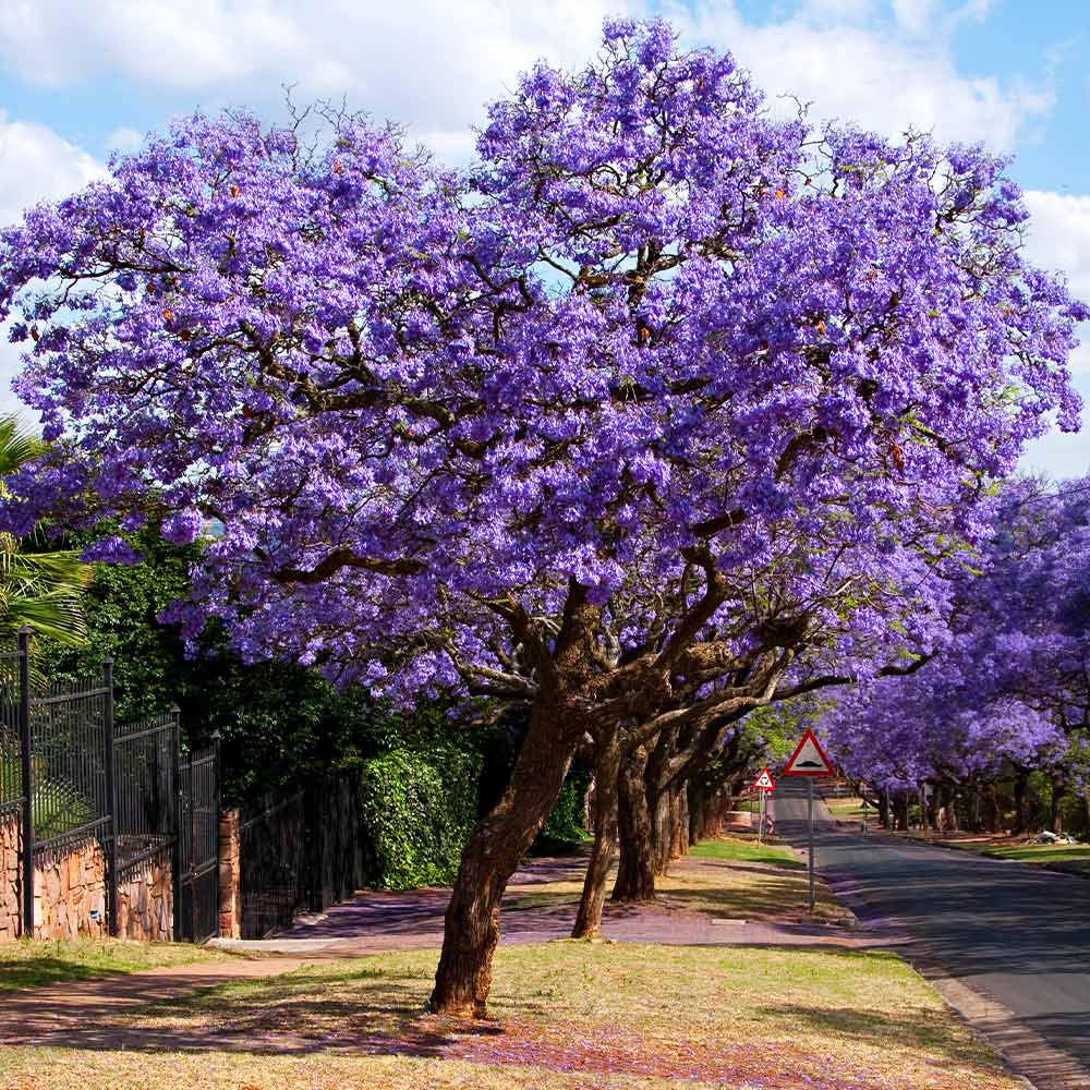 Jacaranda_3