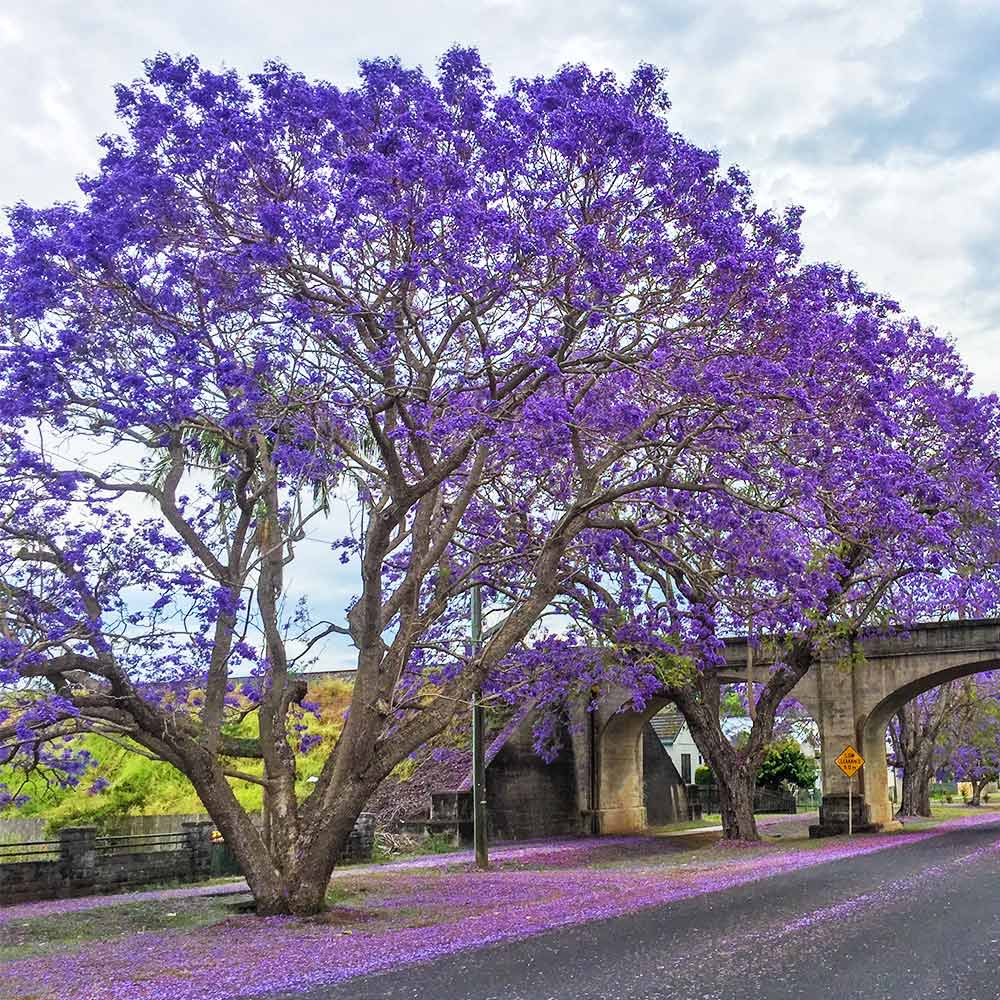 Jacaranda_Tree_3