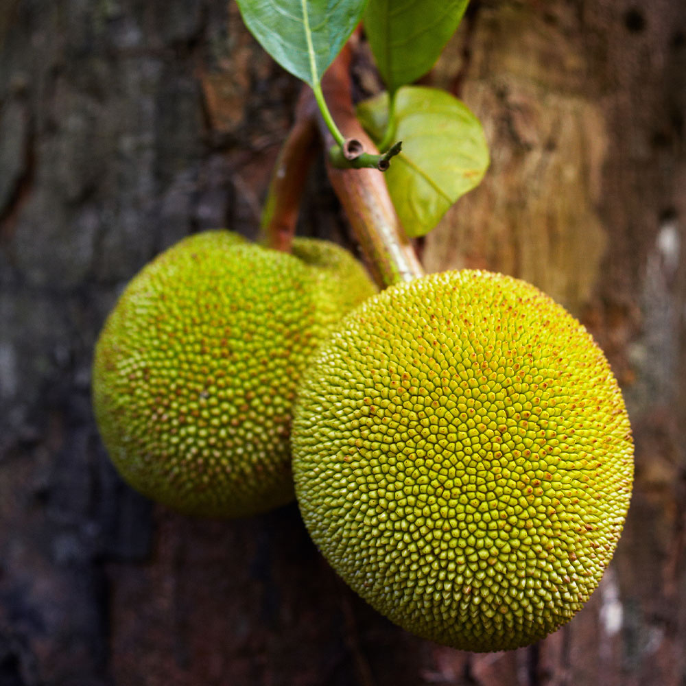 Jackfruit_3_FGT