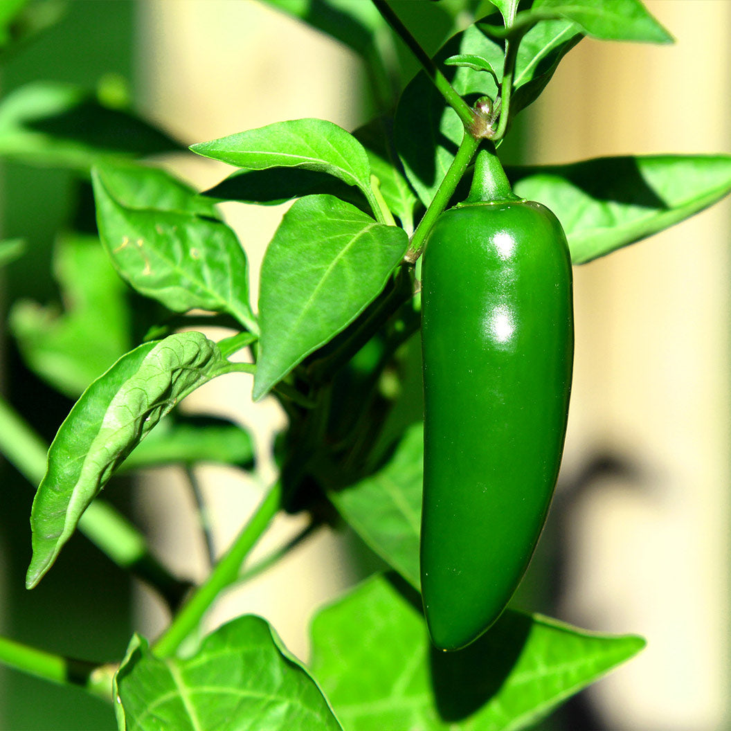 Jalapeno-Pepper-Plant-2_d4a8728b-ff30-41b1-aff1-d73085949043
