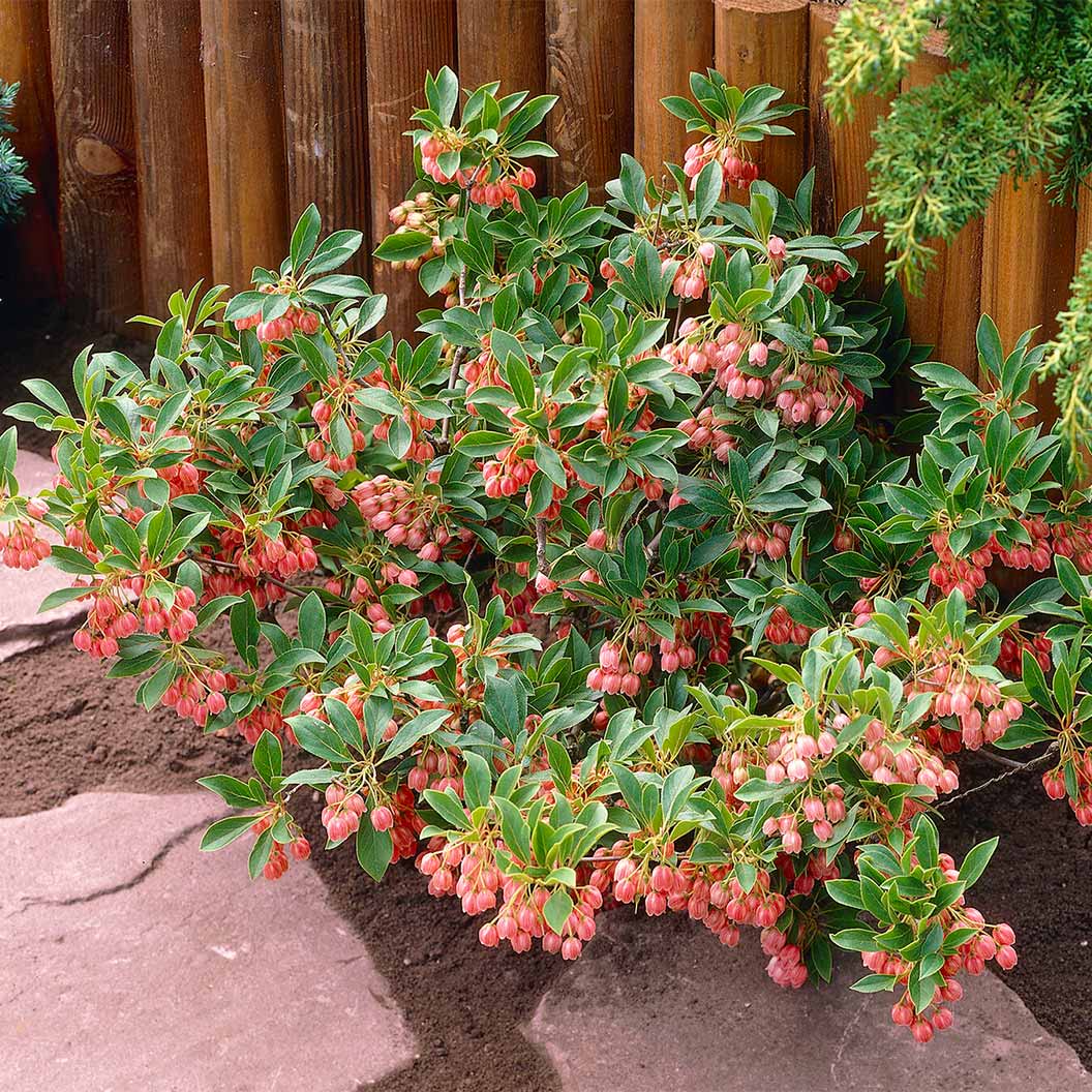 Jan_s-Red-Iseli-Enkianthus-4
